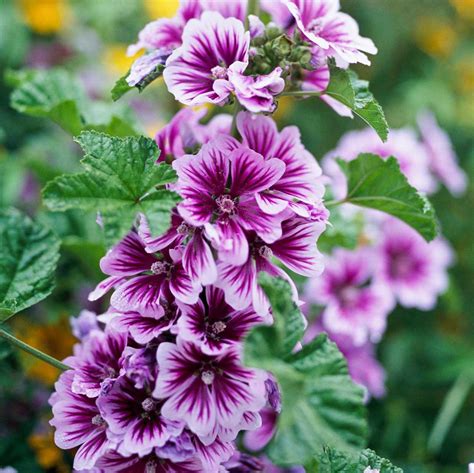 How to Plant and Grow Mallow .
